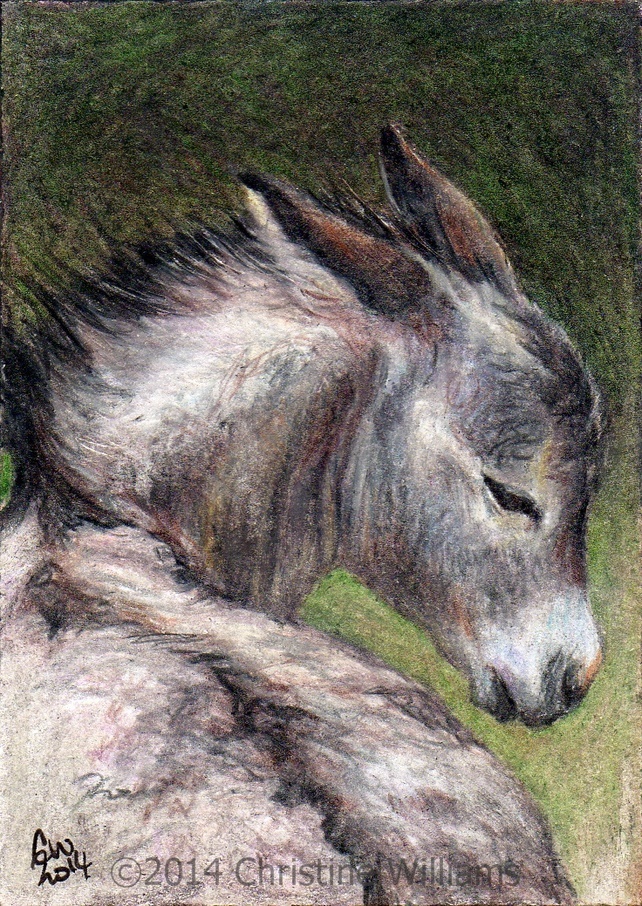 642x906 Little Donkey Foal