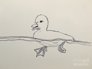 300x225 Baby Duck Drawings Fine Art America