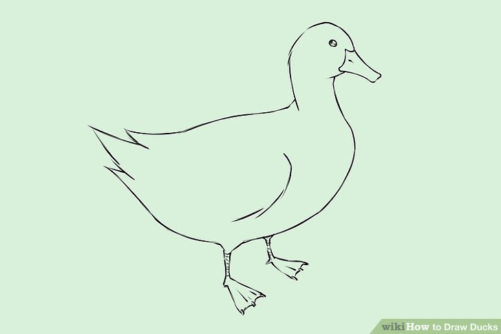728x485 How To Draw Ducks (With Pictures)