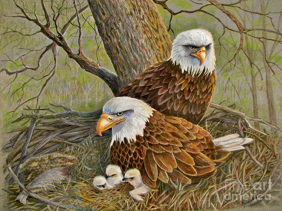900x675 Decorah Eagle Family Drawing By Marilyn Smith
