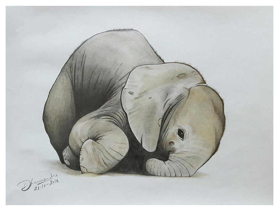 900x681 Baby Elephant Realistic Color Pencil Sketch Drawing By Sketches