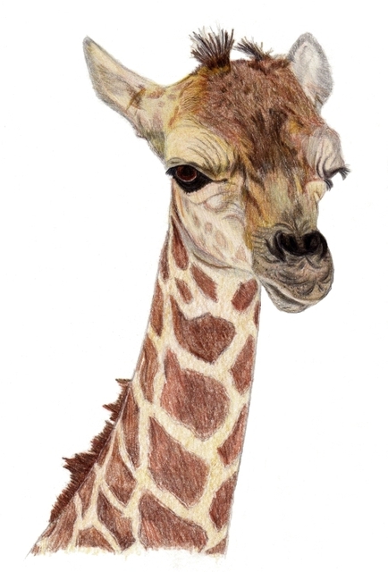 434x640 Pamela Stirling Artwork Baby Giraffe Original Drawing Pencil