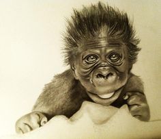 236x203 Baby Gorilla Drawings Baby Gorillas And Draw