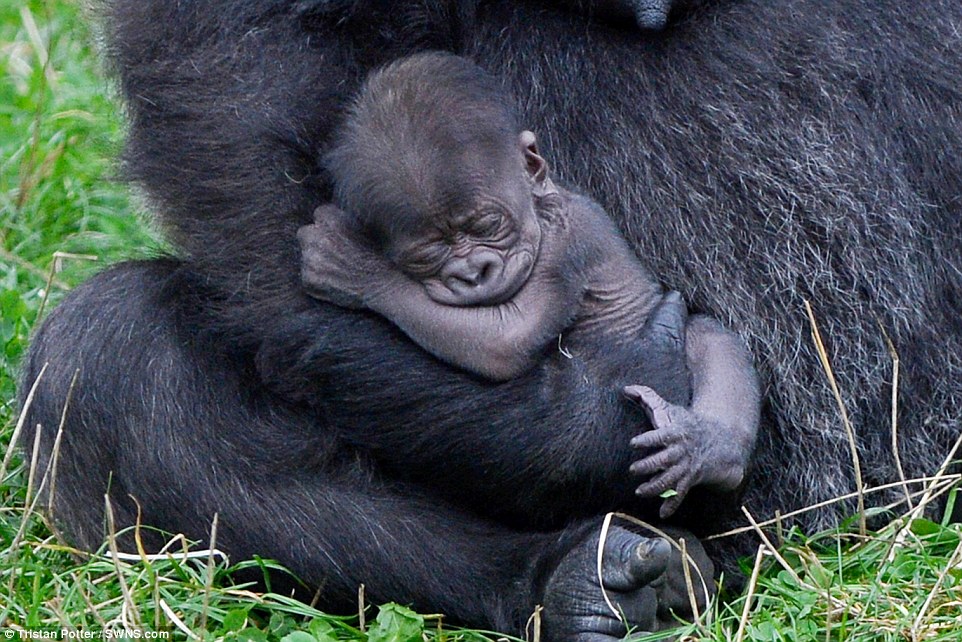 962x642 Baby Gorilla Is Cradled By Her 16 Stone Mother After Being Born
