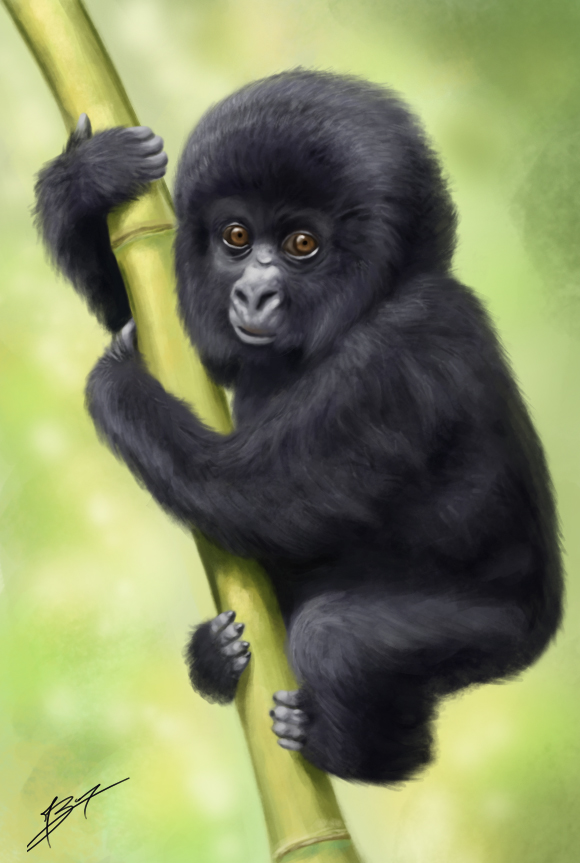 580x863 Babygorilla Explore Babygorilla