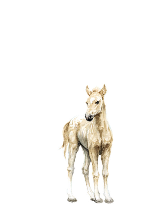 570x759 Horse No 1 Art Print Baby Animal Painting Colt Painting