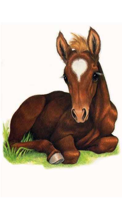 396x643 Baby Horse Lying Down