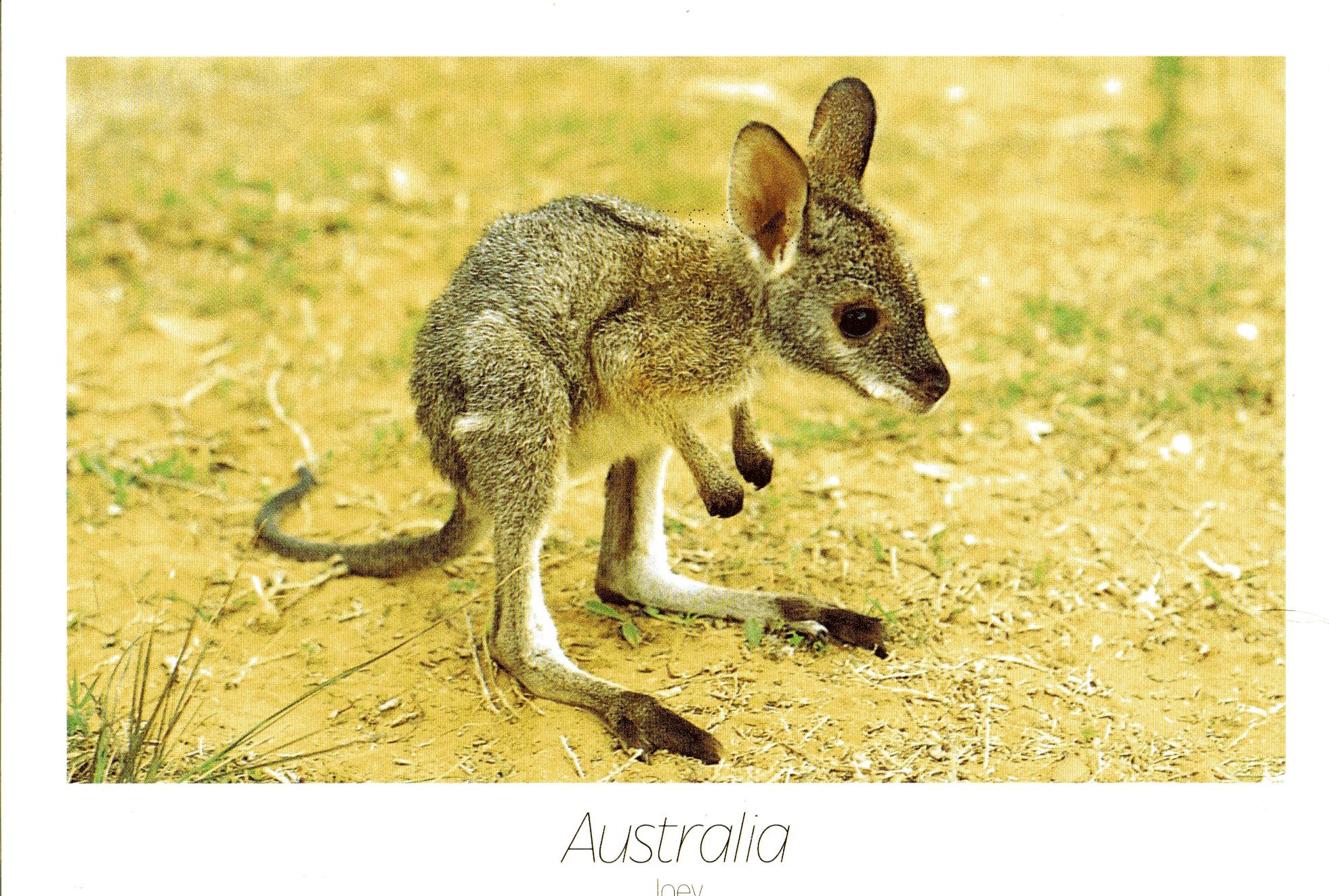 1962x1323 A Baby Kangaroo In My Mailbox ) The Public Postcard
