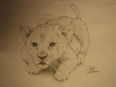 480x360 Baby Lion Drawings