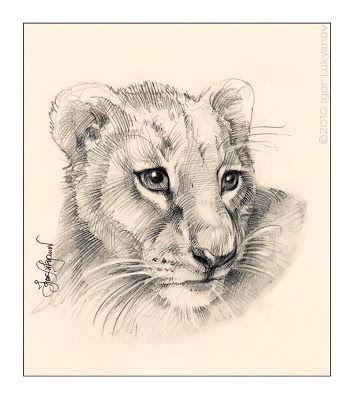 Baby Lion Drawing at GetDrawings | Free download