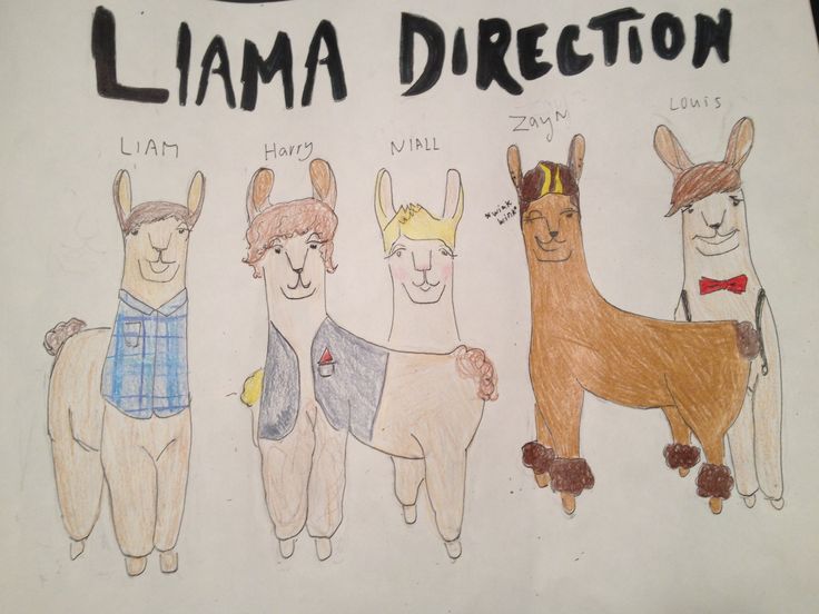 736x552 32 Best Drama Llama Images On Llamas, Funny Stuff