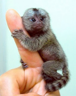 254x320 Pictures Of Cute Baby Monkeys, Cute Baby Monkey, Cute Monkey