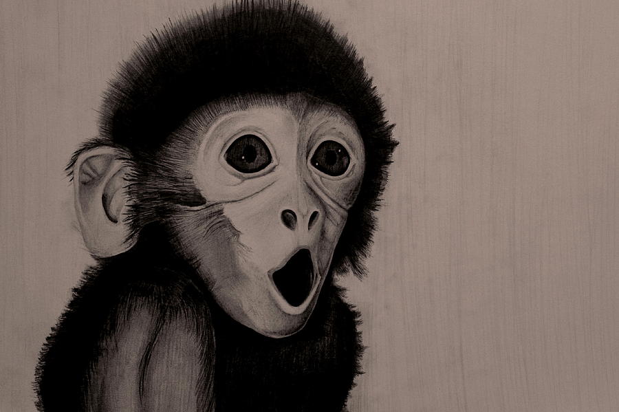 900x599 Surprised Baby Monkey Drawing By Skincandy Nine