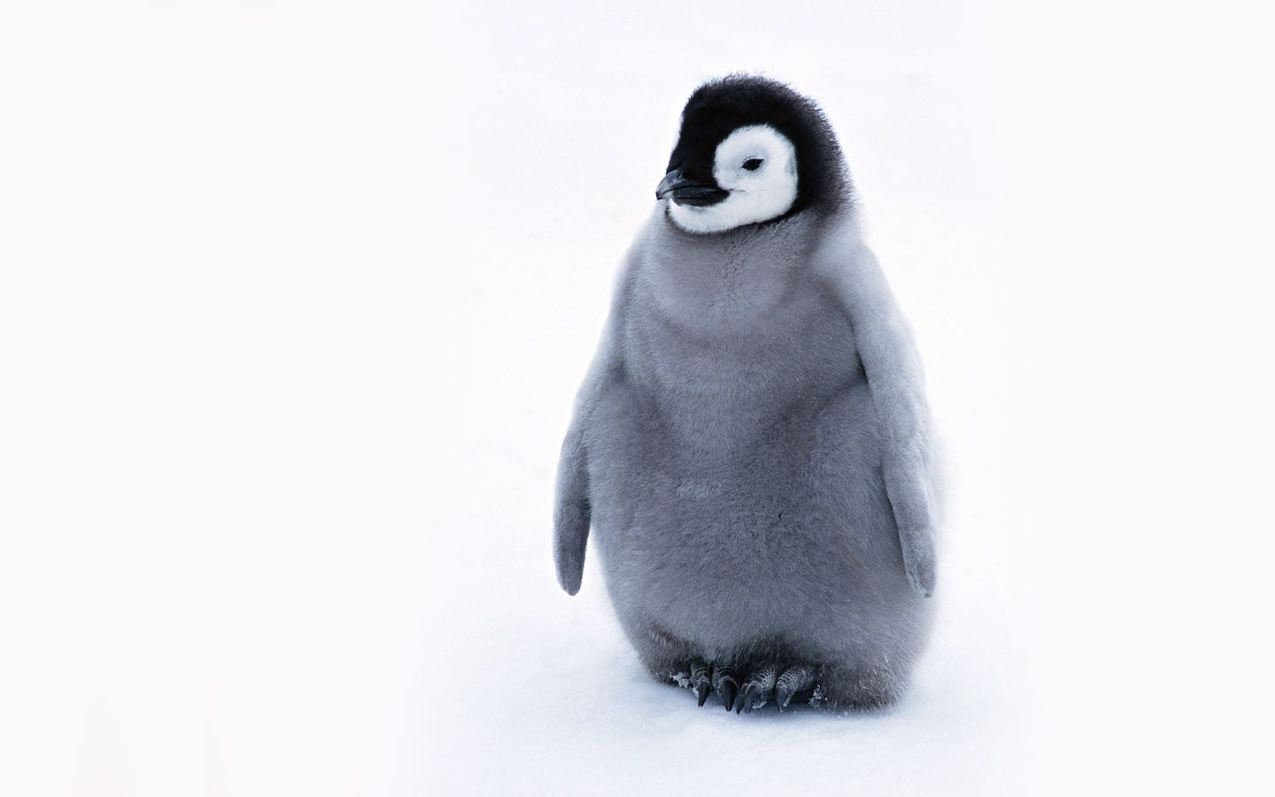 Baby Penguin Drawing at GetDrawings | Free download