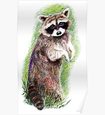 210x230 Baby Raccoon Drawing Posters Redbubble