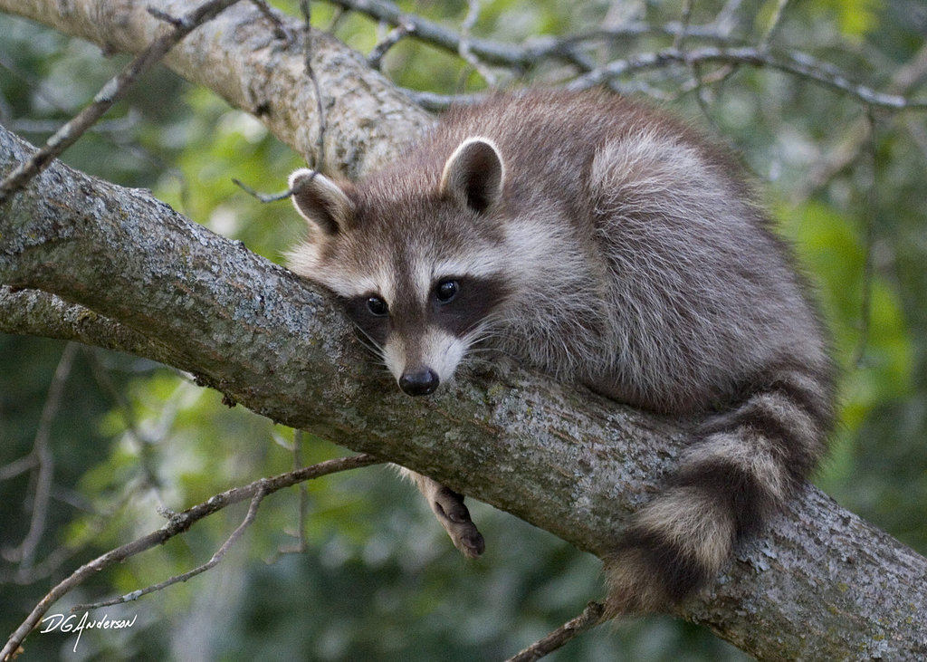 1024x731 Baby Raccoon By Dgander