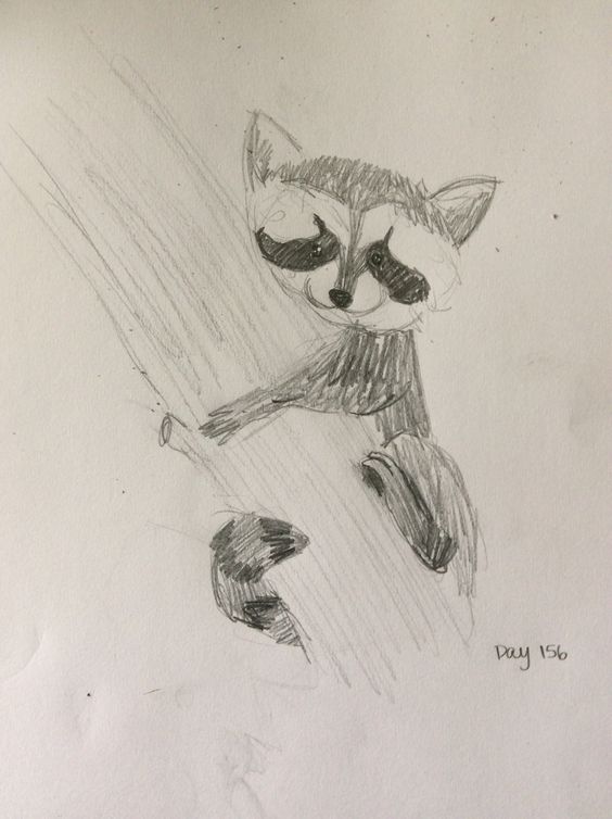 564x754 Pencil Drawing Of A Cute Baby Raccoon