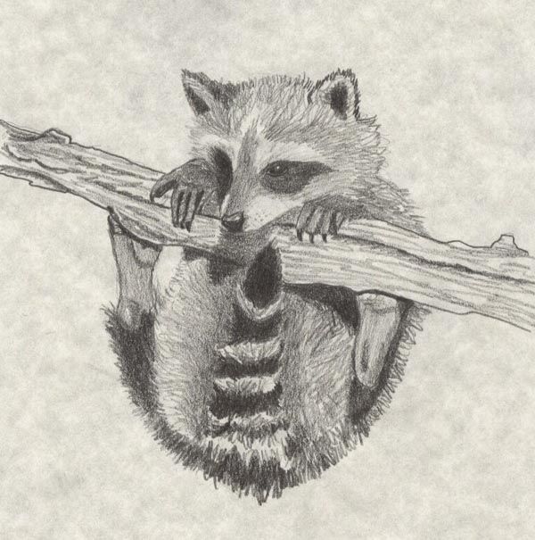 600x605 Sketches On Racoons Baby Raccoon By Sindah Racoon Art