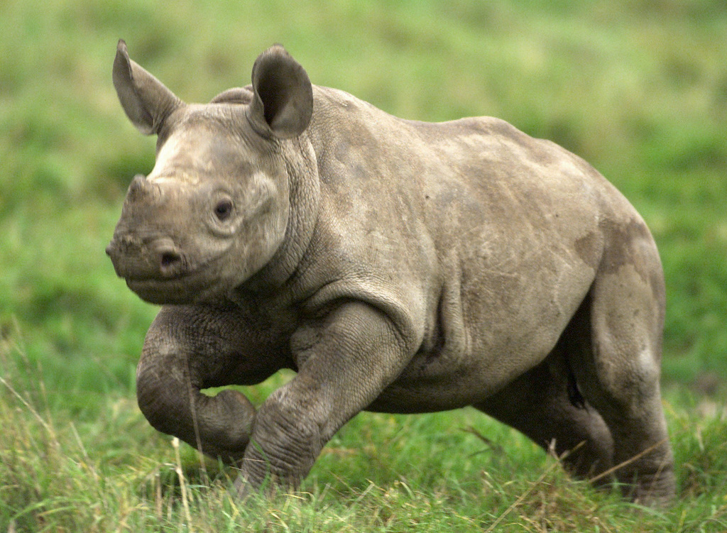 1024x751 Black Rhino Information