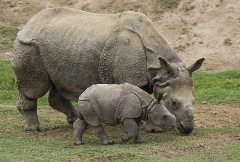 800x540 Rhinos Images Baby Rhino Hd Wallpaper And Background Photos (20108342)