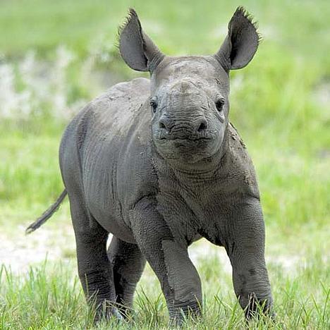 468x468 Rhinos Images Baby Rhino Wallpaper And Background Photos (20108331)