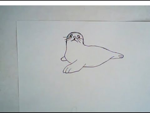480x360 How To Draw A Harp Seal (Simple Animal Drawing)