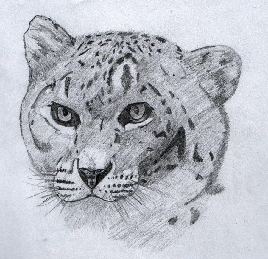 900x869 Snow Leopard Drawing By Sheepy Pie