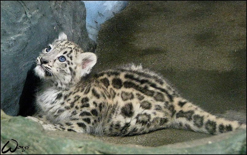 804x506 Snow Leopard, Sweet Baby By Woxys