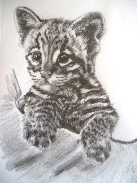570x760 Baby Tiger, Tiger Cub, Tiger Portraitdrawing, Wwfworld Wildlife