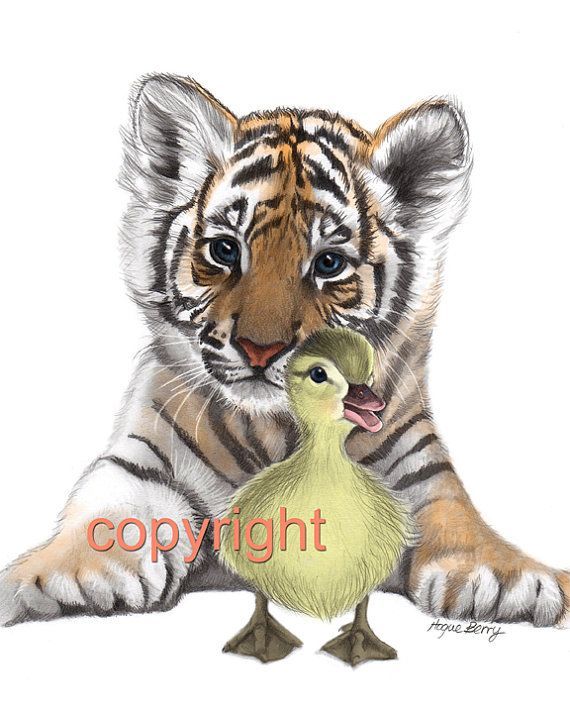 570x713 Drawings Of Tigers Tiger Cub, Duckling, Pencil Drawing, Colored