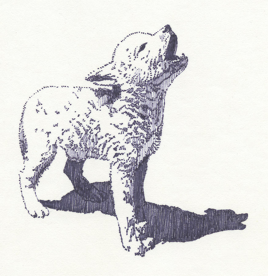 873x900 Baby Wolf Drawing By John D Benson