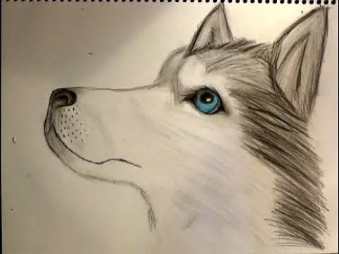 480x360 How To Draw A Cute Baby Wolf Pencil Drawing Time Lapse Zartwork