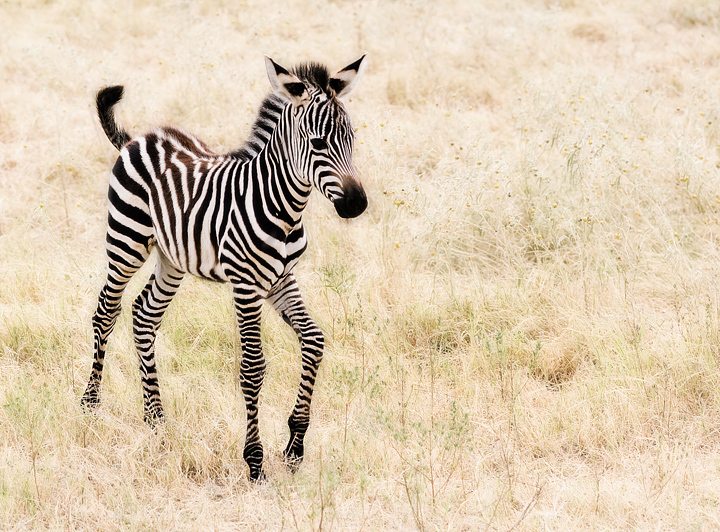 720x532 Baby Zebra Everything Babyish