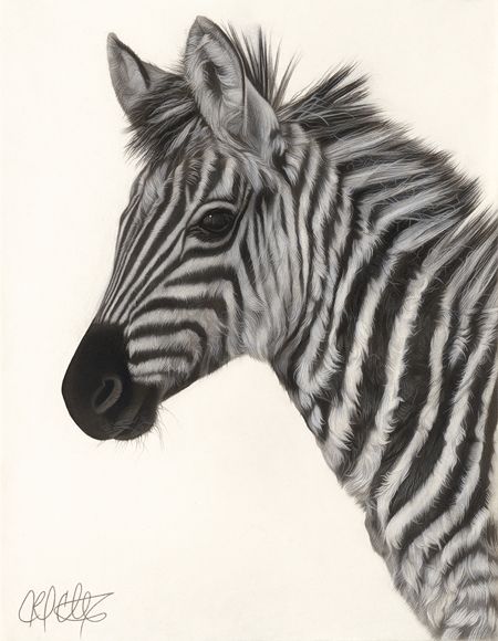 450x580 Drawing Of A Baby Zebra Amazing Art Drawings