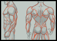200x144 How To Draw Human Backs Shoulders With Drawing Tutorials