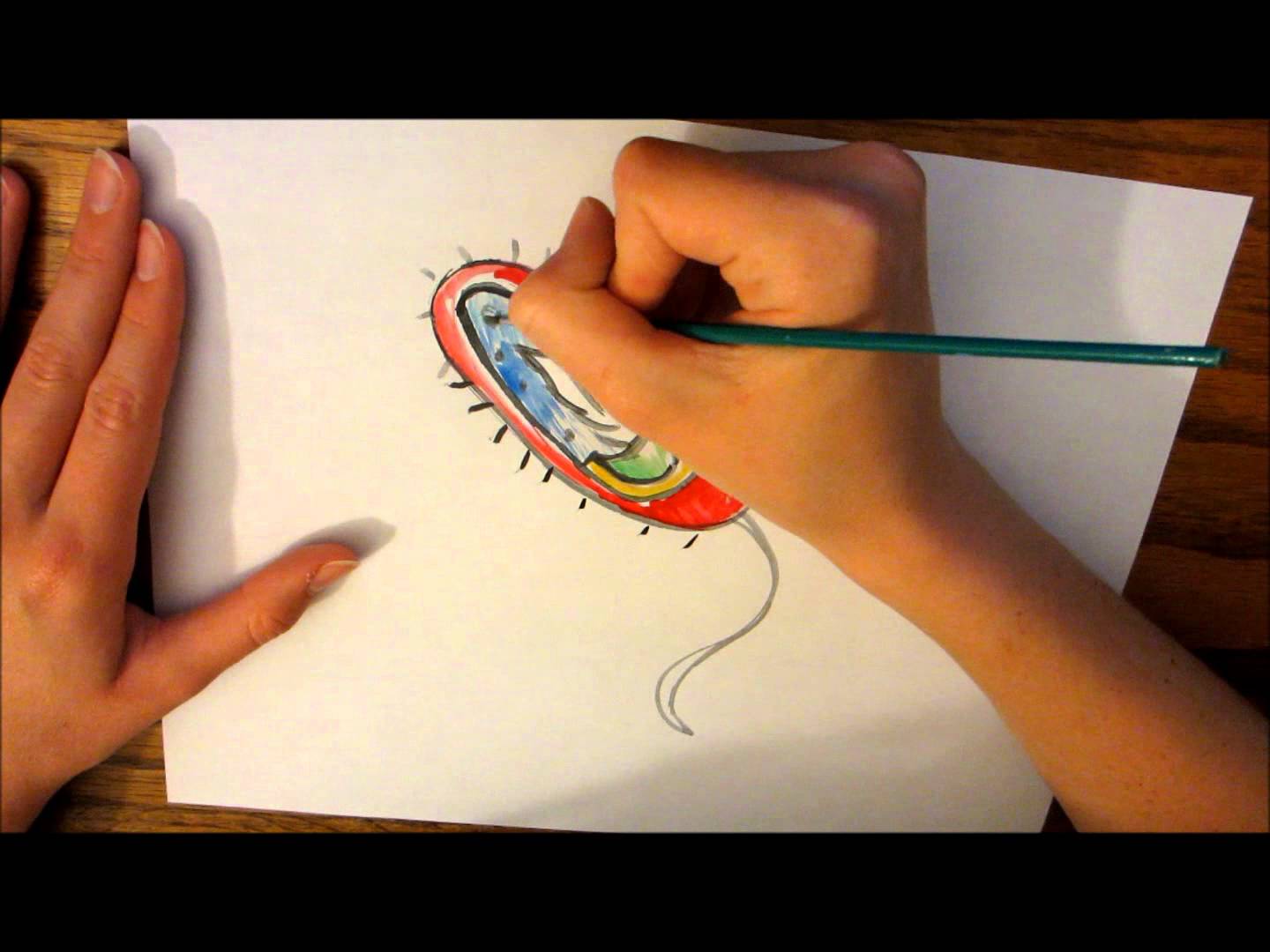 1440x1080 A Bacteria Cell Drawing