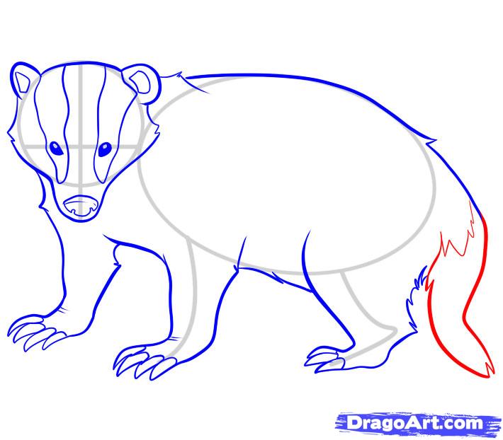 710x622 Step 7. How To Draw A Badger Badgers