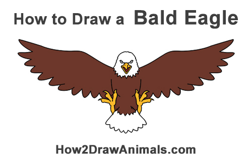500x315 How To Draw A Bald Eagle (Cartoon)