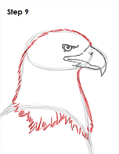 386x500 How To Draw An Eagle (Bald)