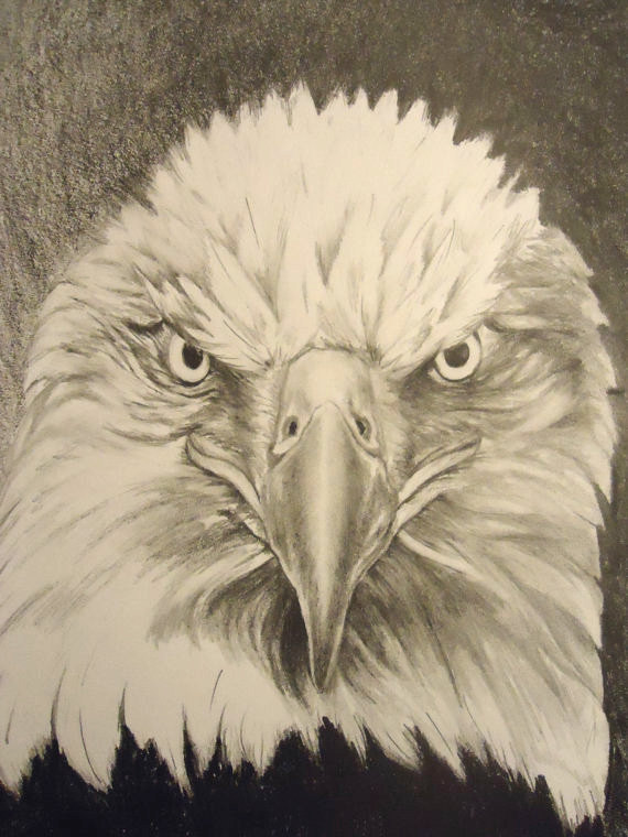 570x760 American Bald Eagle. Fierce Eagle. American Eagle.