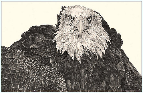 500x325 Eagle Eyes'