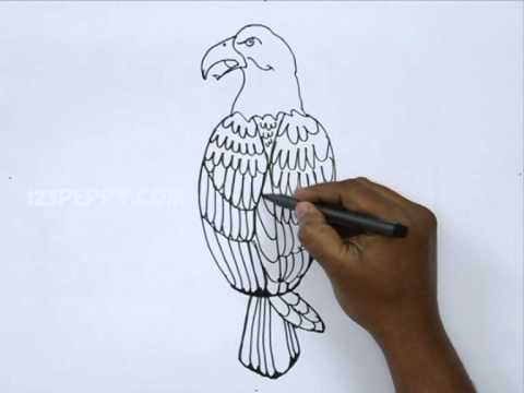 480x360 How To Draw A Bald Eagle