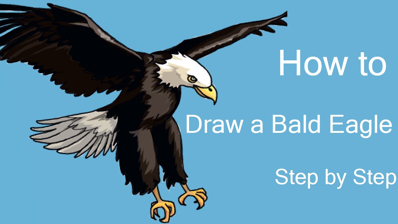 1280x720 How To Draw A Bald Eagle Step By Step