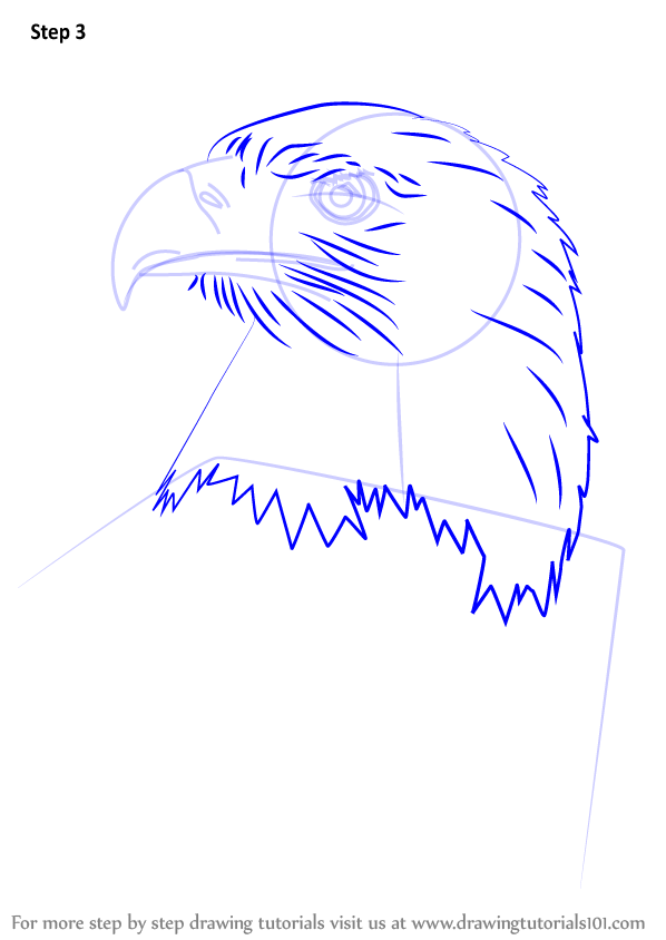 598x844 Learn How To Draw Bald Eagle Head (Bird Of Prey) Step By Step