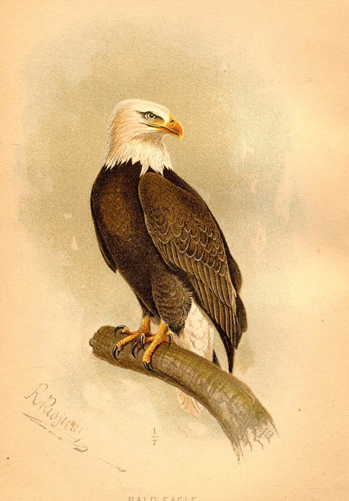 1115x1600 Bald Eagle, 19th Century Animals And Birds Bald