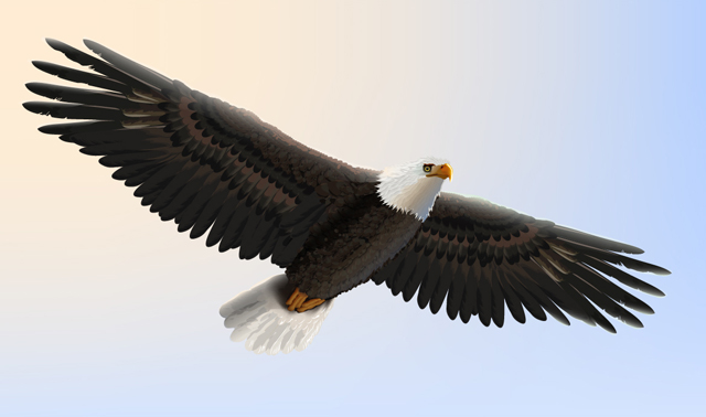 640x378 A Bald Eagle Illustration For Independence Day In Adobe Illustrator