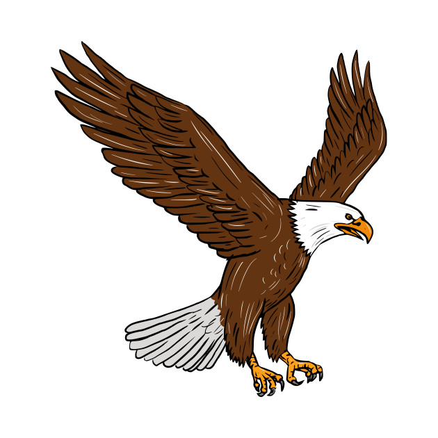 Bald Eagle Flying Drawing at GetDrawings | Free download