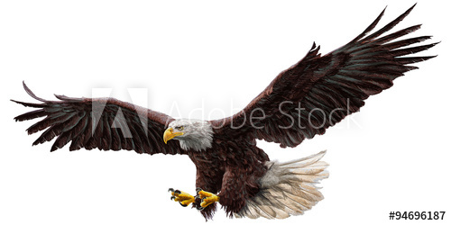 500x250 Bald Eagle Flying Draw And Paint On White Background Vector