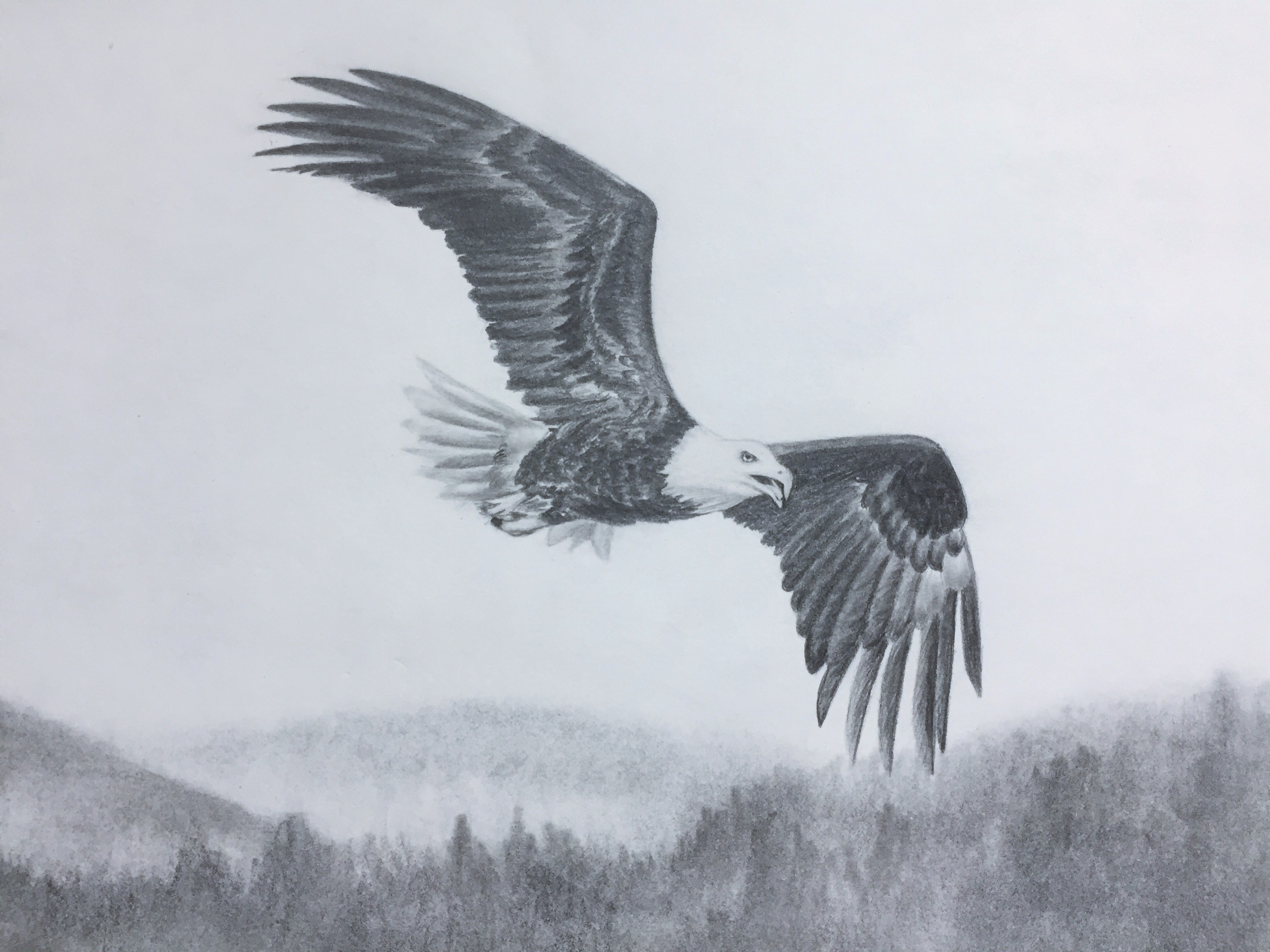 3264x2448 Bald Eagle Flying Sketch. Original Graphite Pencil Drawing