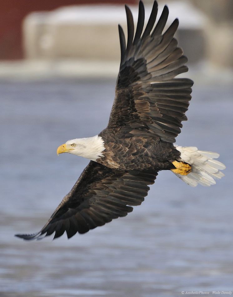 746x950 Birds Of The Bible Eagle's Renewal Lee's Birdwatching